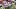 myHOMEBOOK Bloom & BBQ